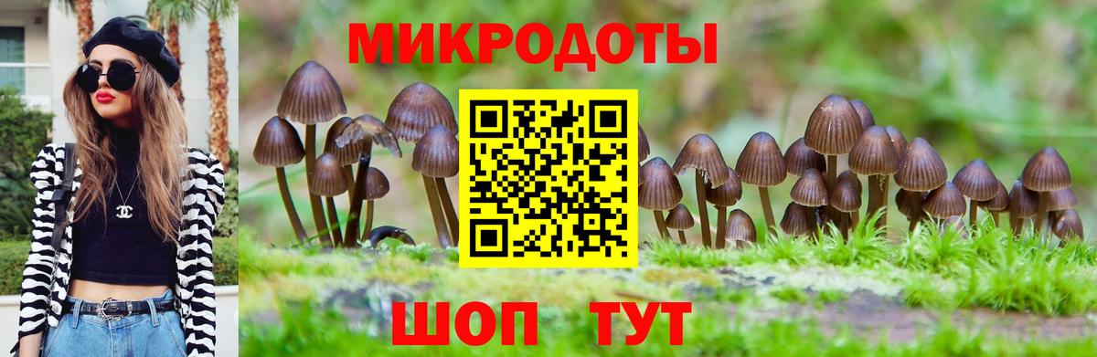 Галлюциногенные грибы Psilocybe Славянск-на-Кубани